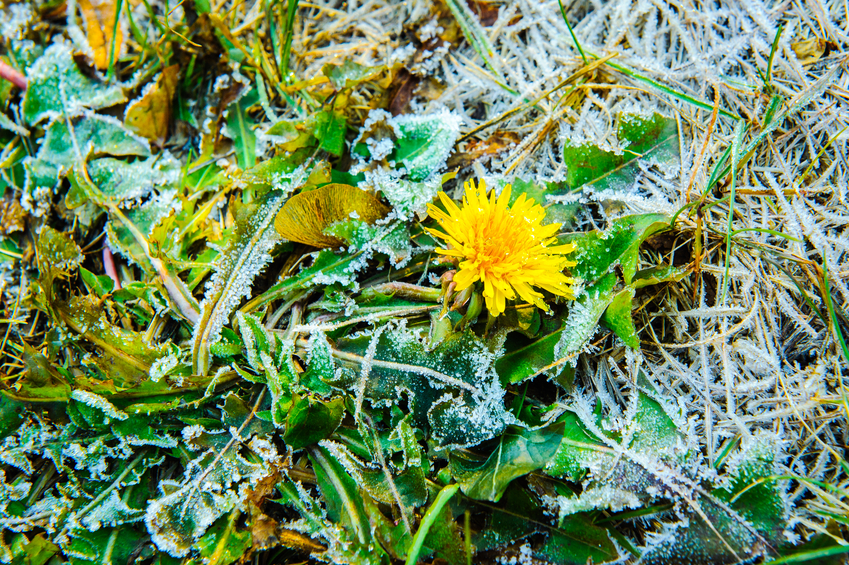 one dandelion with ice on green leaves